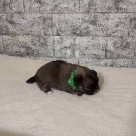 チワペキ（チワワ×ペキニーズ）ご家族様が決まりました