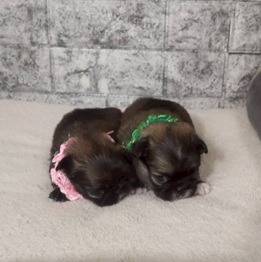 チワペキ（チワワ×ペキニーズ）ご家族様が決まりました