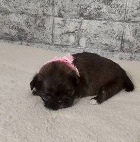 チワペキ（チワワ×ペキニーズ）ご家族様が決まりました