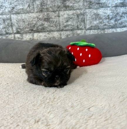 チワペキ（チワワ×ペキニーズ）ご家族様が決まりました