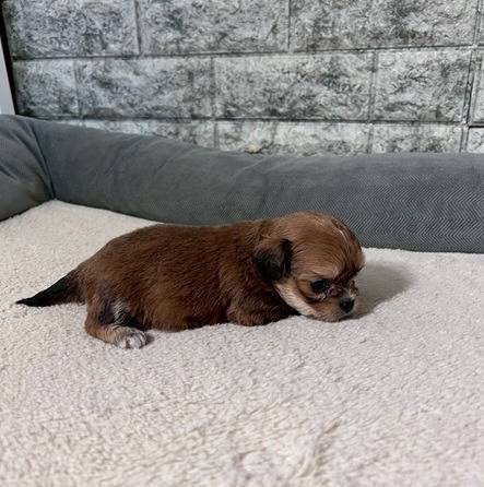 チワプー（チワワ×トイプードル）ご家族様が決まりました。