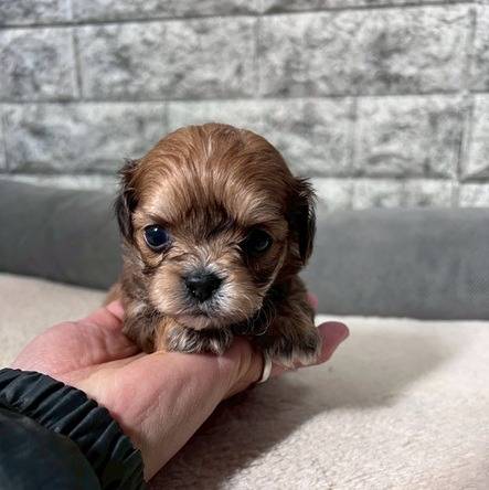 チワプー（チワワ×トイプードル）ご家族様が決まりました。