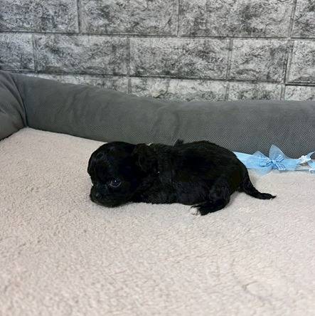 チワプー（チワワ×トイプードル）ご家族様が決まりました。