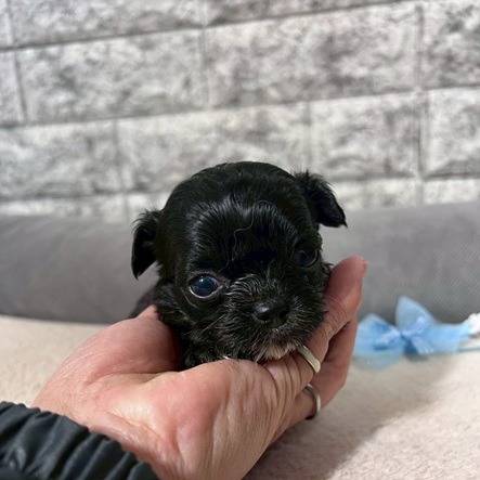 チワプー（チワワ×トイプードル）ご家族様が決まりました。