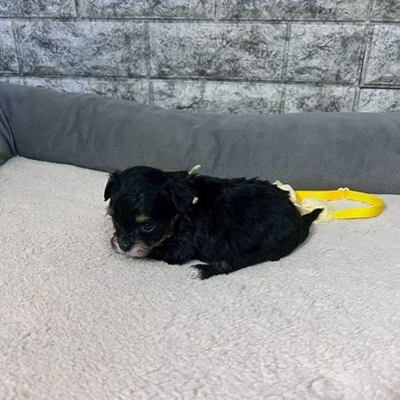 チワプー（チワワ×トイプードル）ご家族様が決まりました。