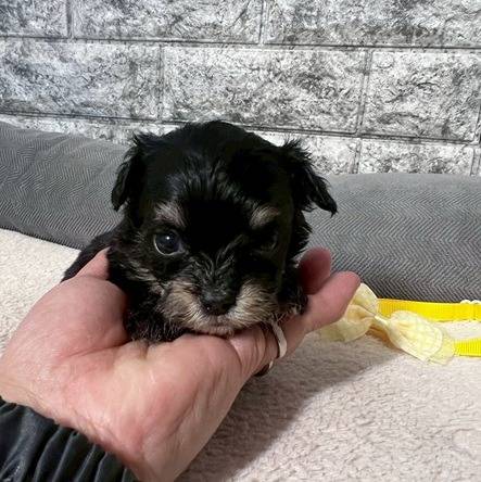 チワプー（チワワ×トイプードル）ご家族様が決まりました。