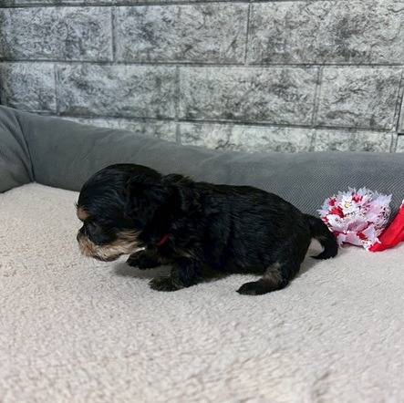 チワプー（チワワ×トイプードル）ご家族様が決まりました