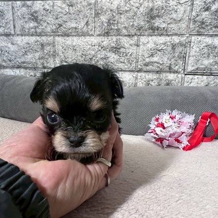 チワプー（チワワ×トイプードル）ご家族様が決まりました