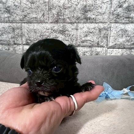 チワプー（チワワ×トイプードル）ご家族様が決まりました。