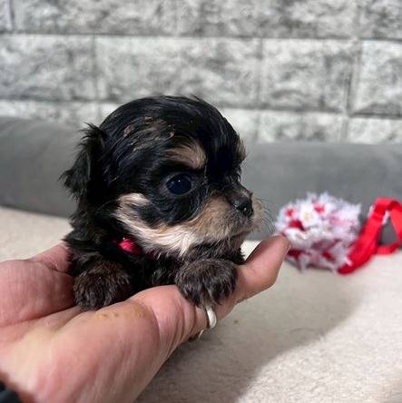 チワプー（チワワ×トイプードル）ご家族様が決まりました