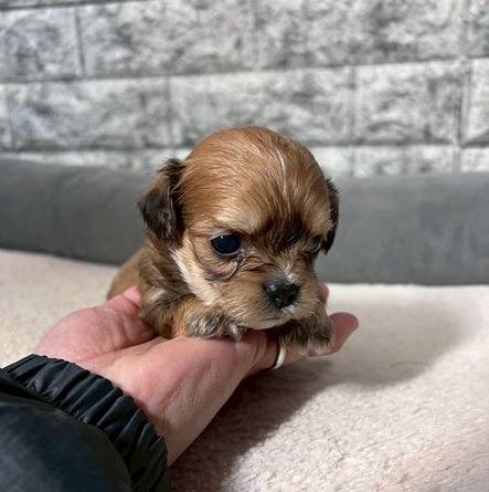 チワプー（チワワ×トイプードル）ご家族様が決まりました。