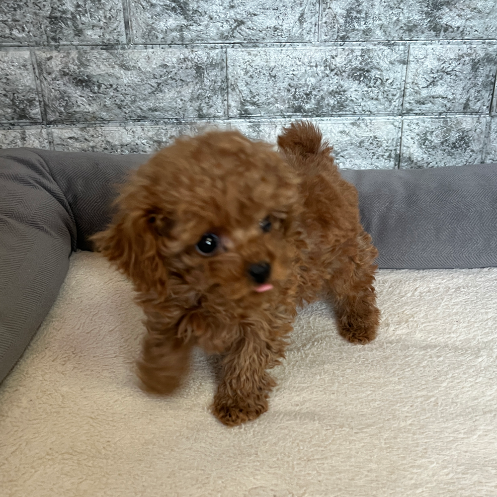 トイプードル　ご家族様決まりました。