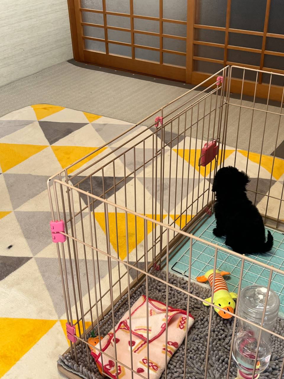 お迎えのご様子🐶岐阜県養老町のブリーダー「ワンダフルパピー」です。