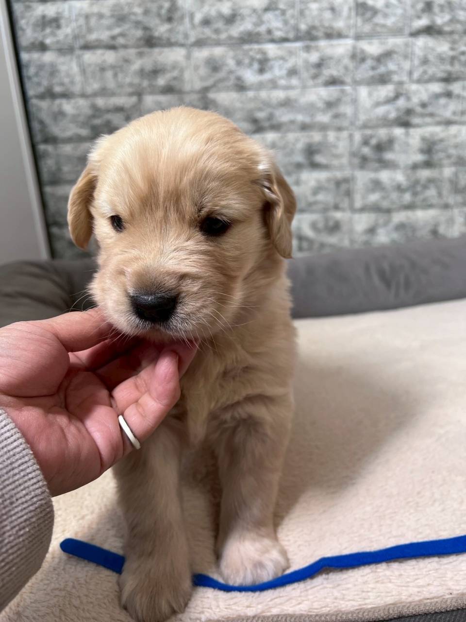 ゴールデンレトリーバー　ご家族様決まりました。