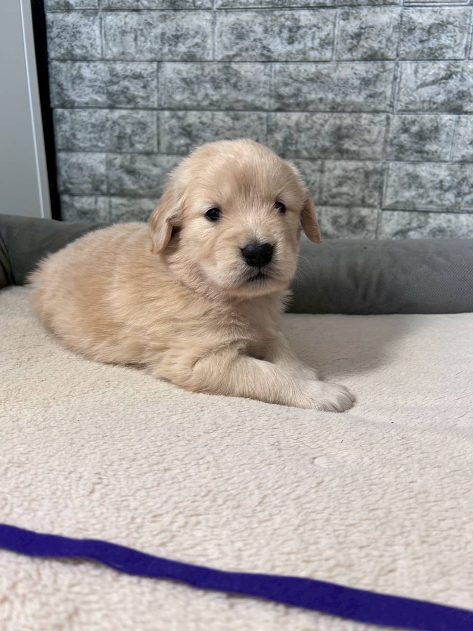 ゴールデンレトリーバー　ご家族様決まりました。