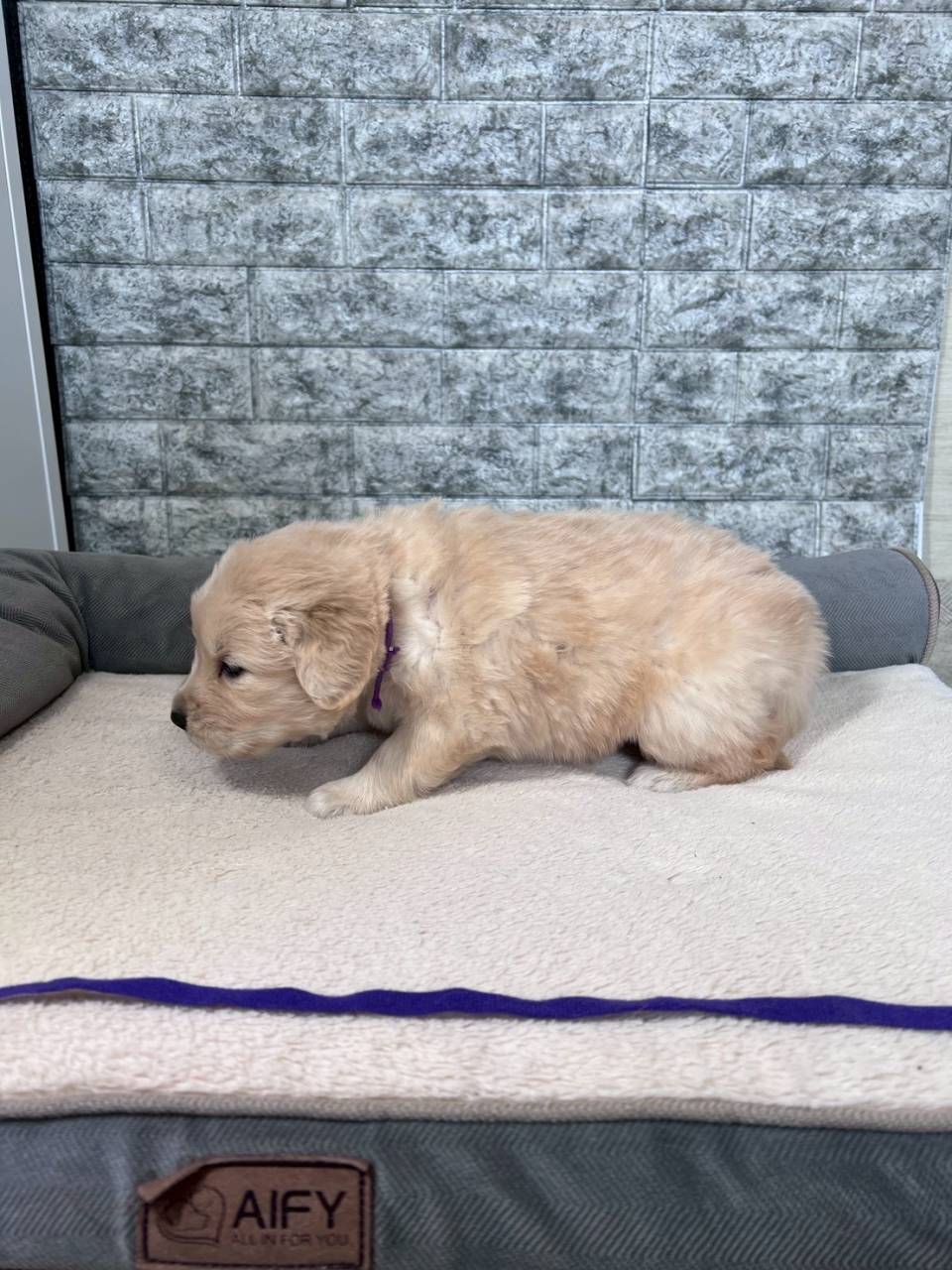 ゴールデンレトリーバー　ご家族様決まりました。