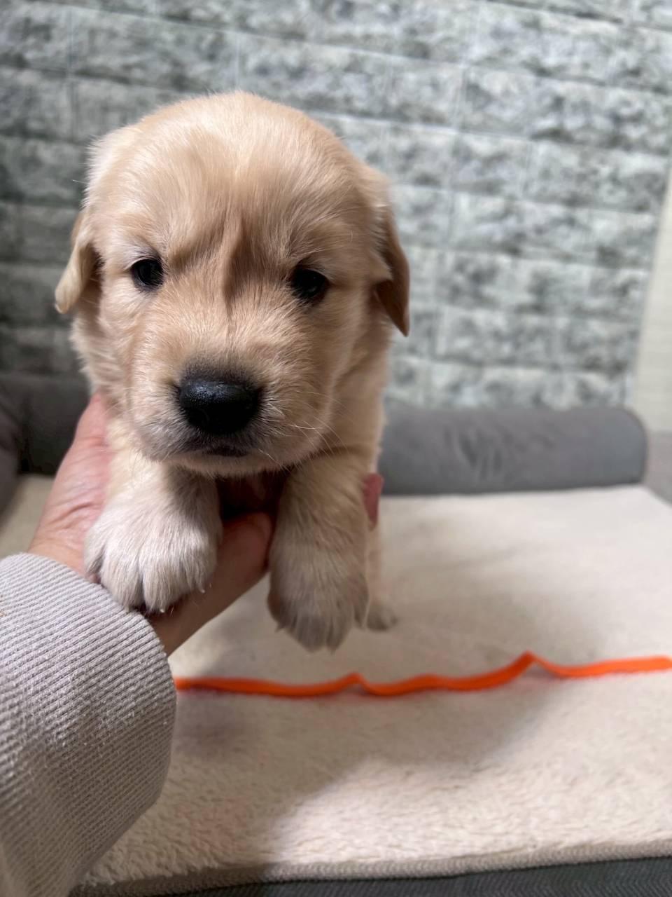 ゴールデンレトリーバー　ご家族様決まりました。