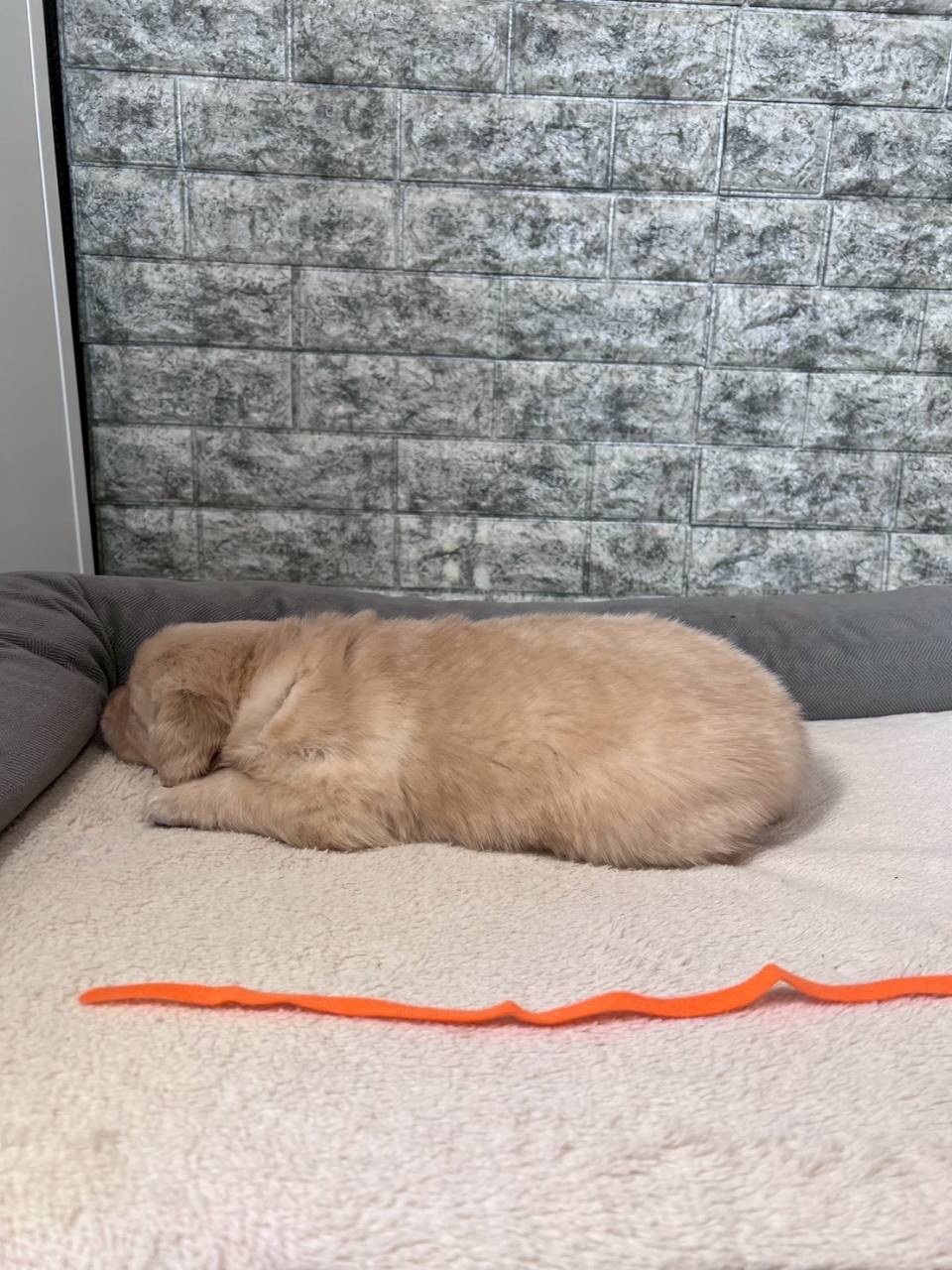 ゴールデンレトリーバー　ご家族様決まりました。