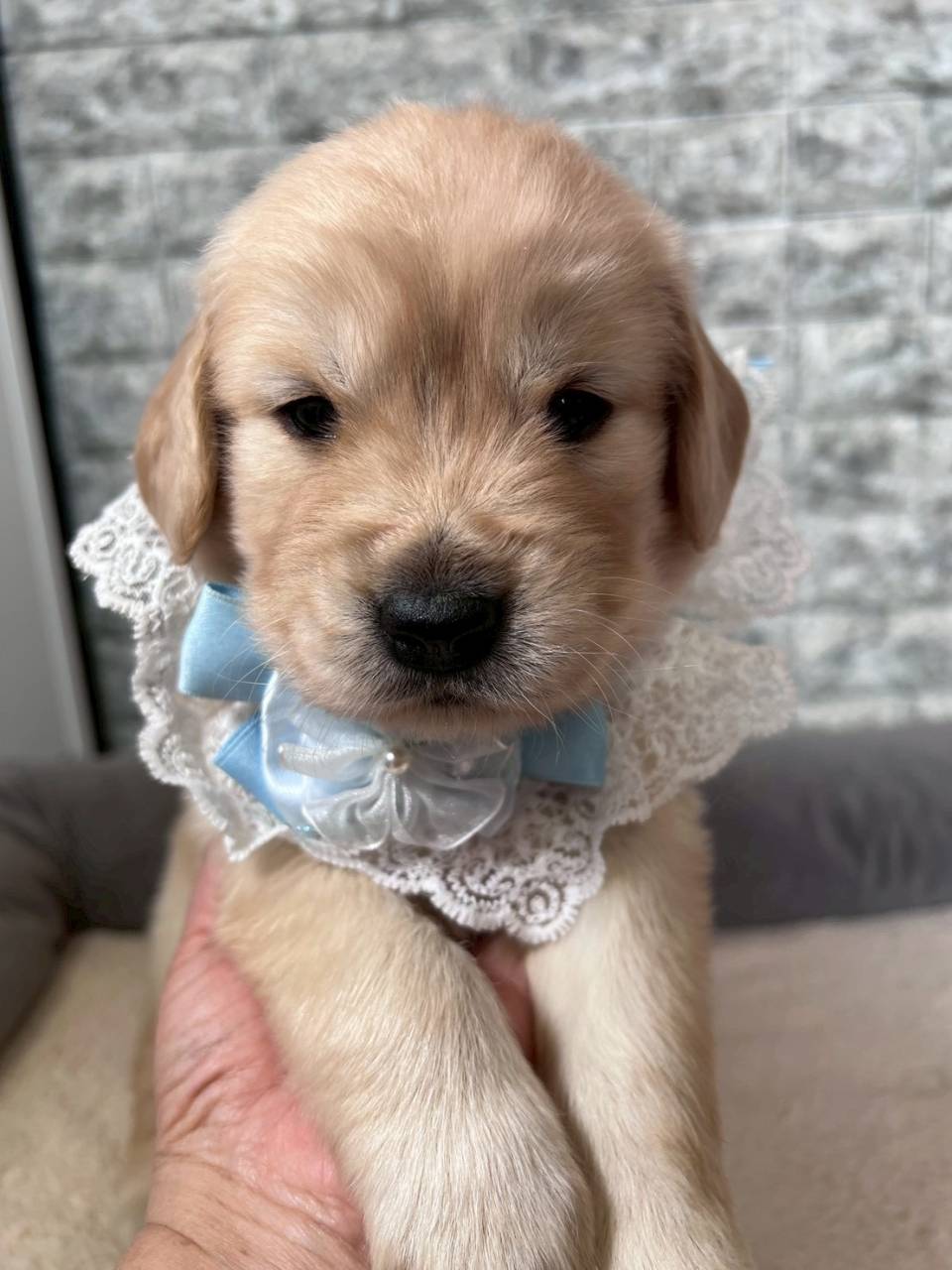 ゴールデンレトリーバー　ご家族様が決まりました