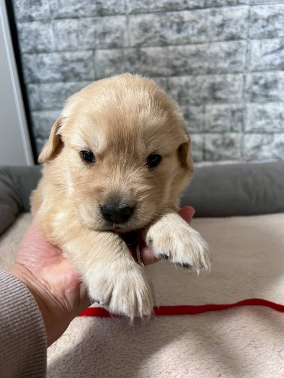 ゴールデンレトリーバー　ご家族様が決まりました