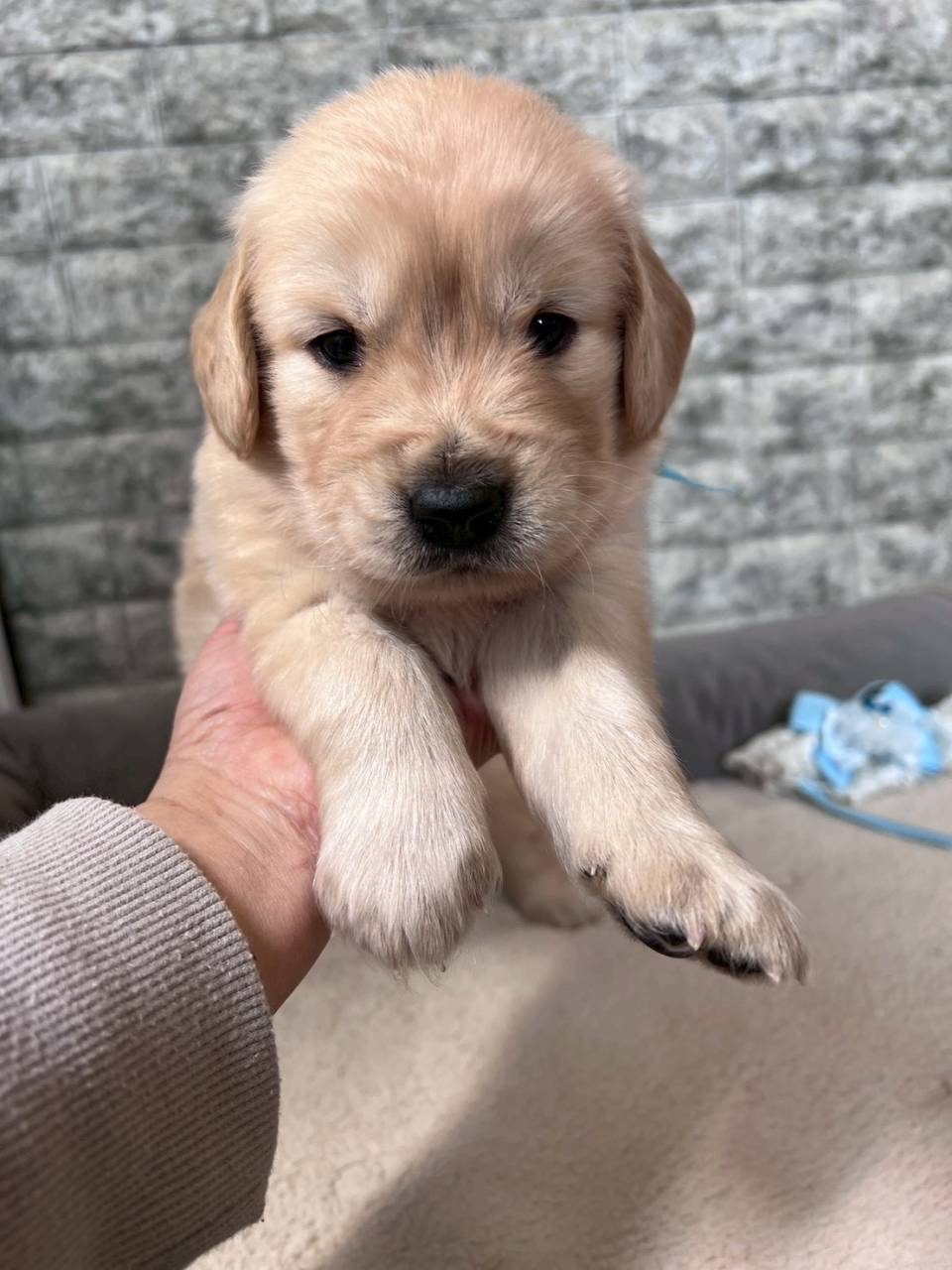 ゴールデンレトリーバー　ご家族様が決まりました