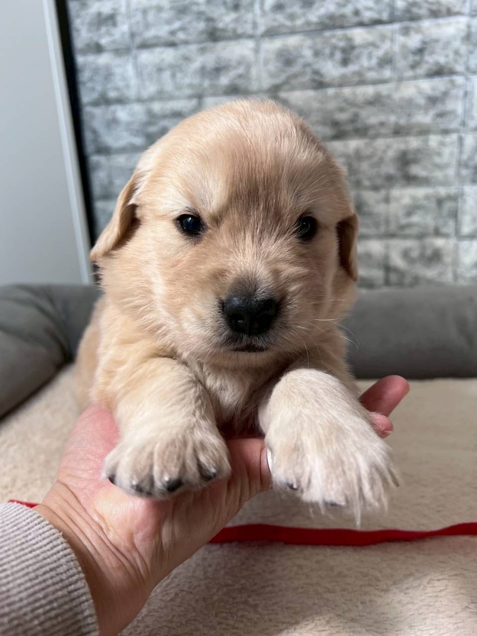 ゴールデンレトリーバー　ご家族様が決まりました