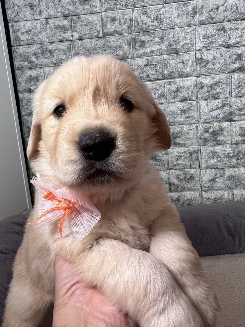 ゴールデンレトリーバー　ご家族様決まりました。