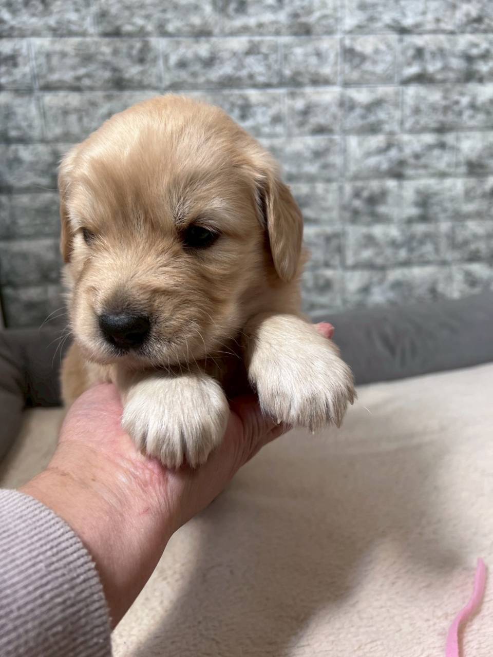 ゴールデンレトリーバー　ご家族様決まりました。