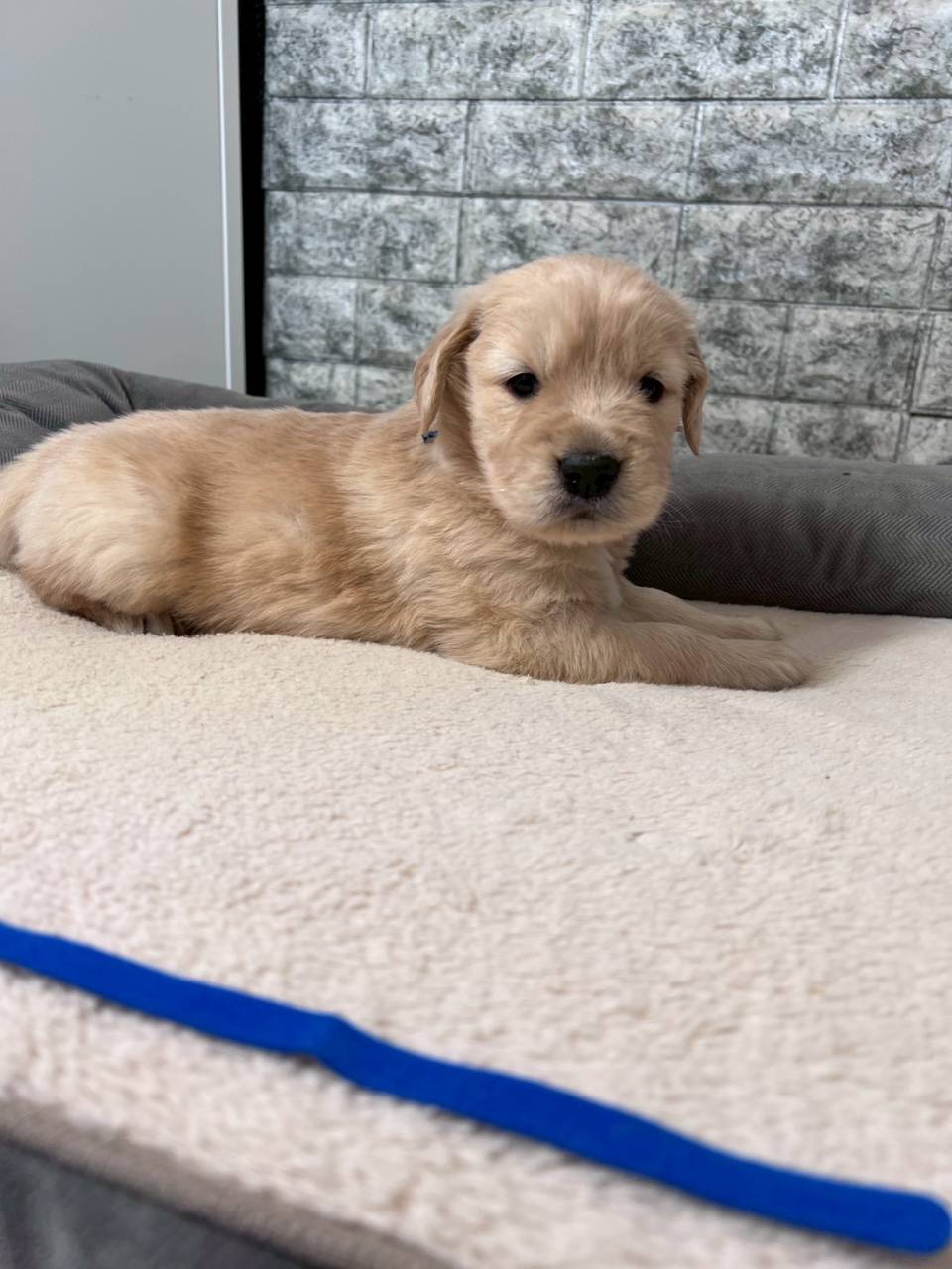 ゴールデンレトリーバー　ご家族様決まりました。