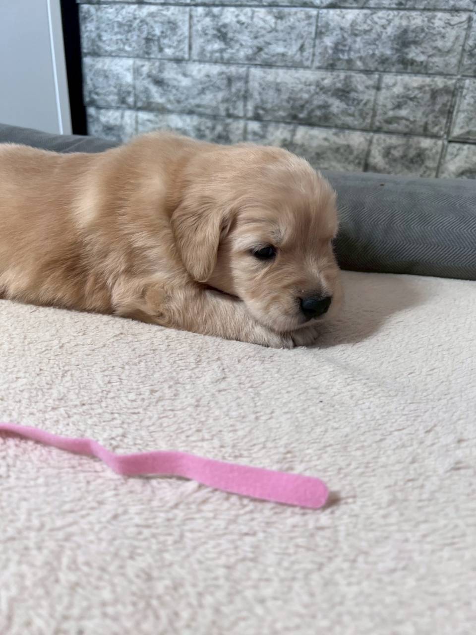 ゴールデンレトリーバー　ご家族様決まりました。