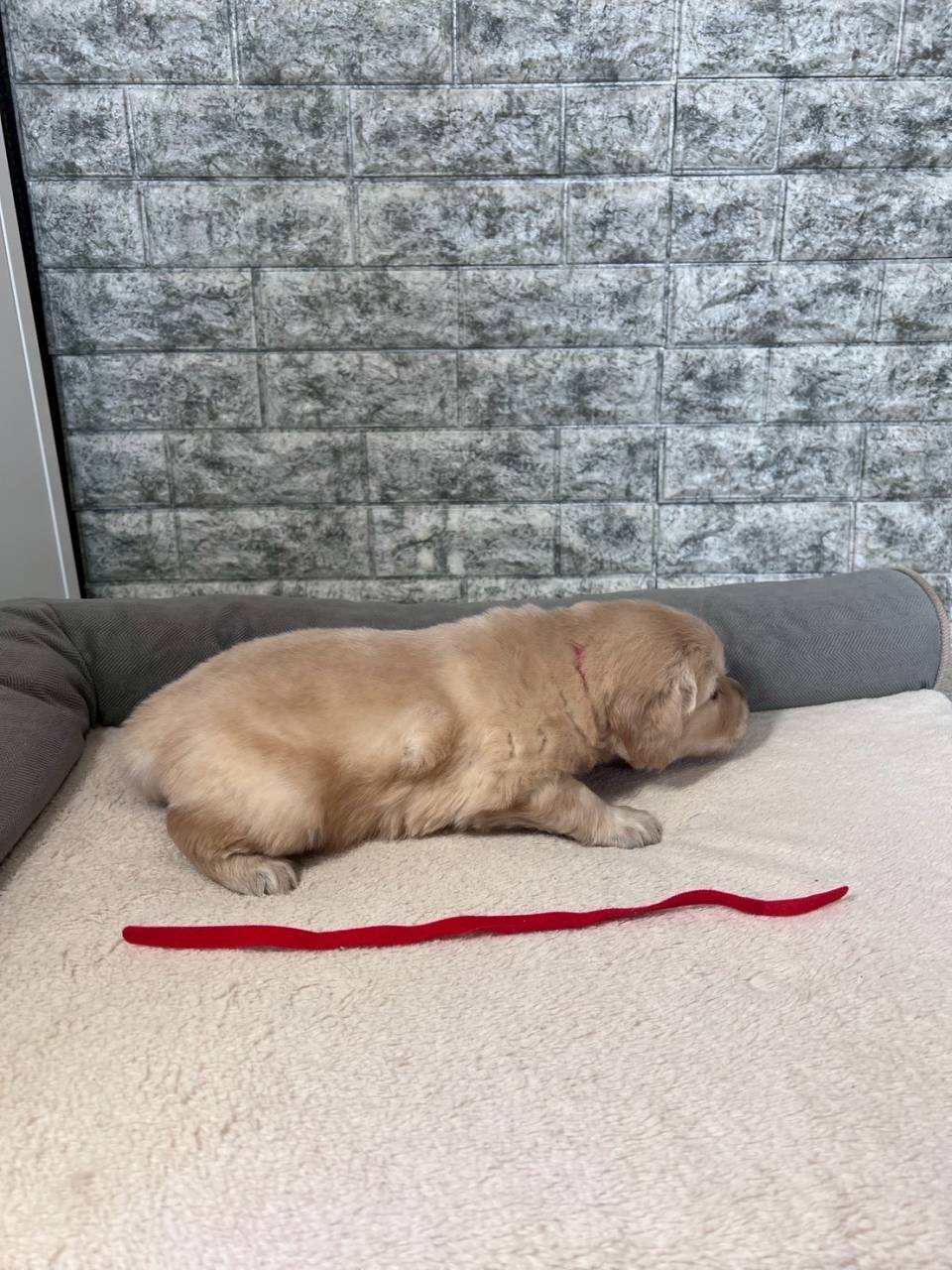 ゴールデンレトリーバー　ご家族様が決まりました