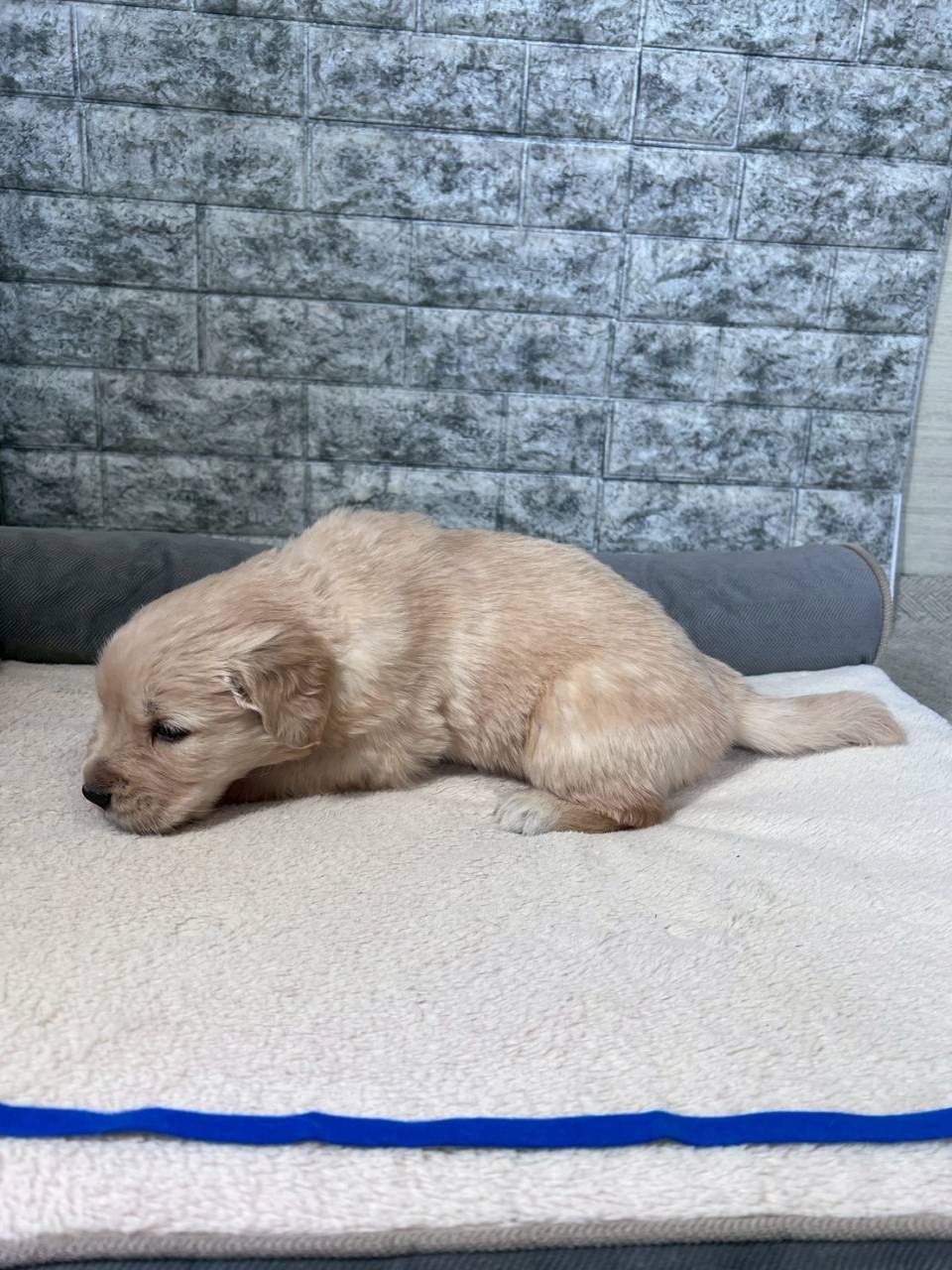 ゴールデンレトリーバー　ご家族様決まりました。