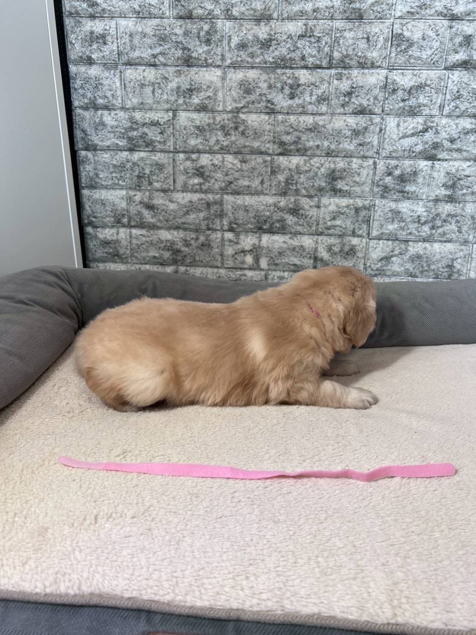 ゴールデンレトリーバー　ご家族様決まりました。