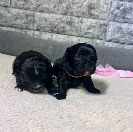 チワプーの仲良し兄妹の紹介🐶🐶岐阜県養老町のブリーダーワンダフルパピーです。