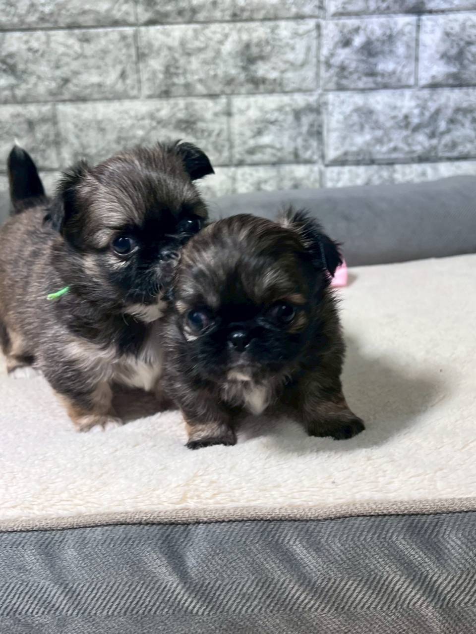 チワペキ（チワワ×ペキニーズ）ご家族様が決まりました