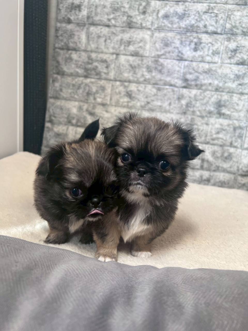 チワペキ（チワワ×ペキニーズ）ご家族様が決まりました