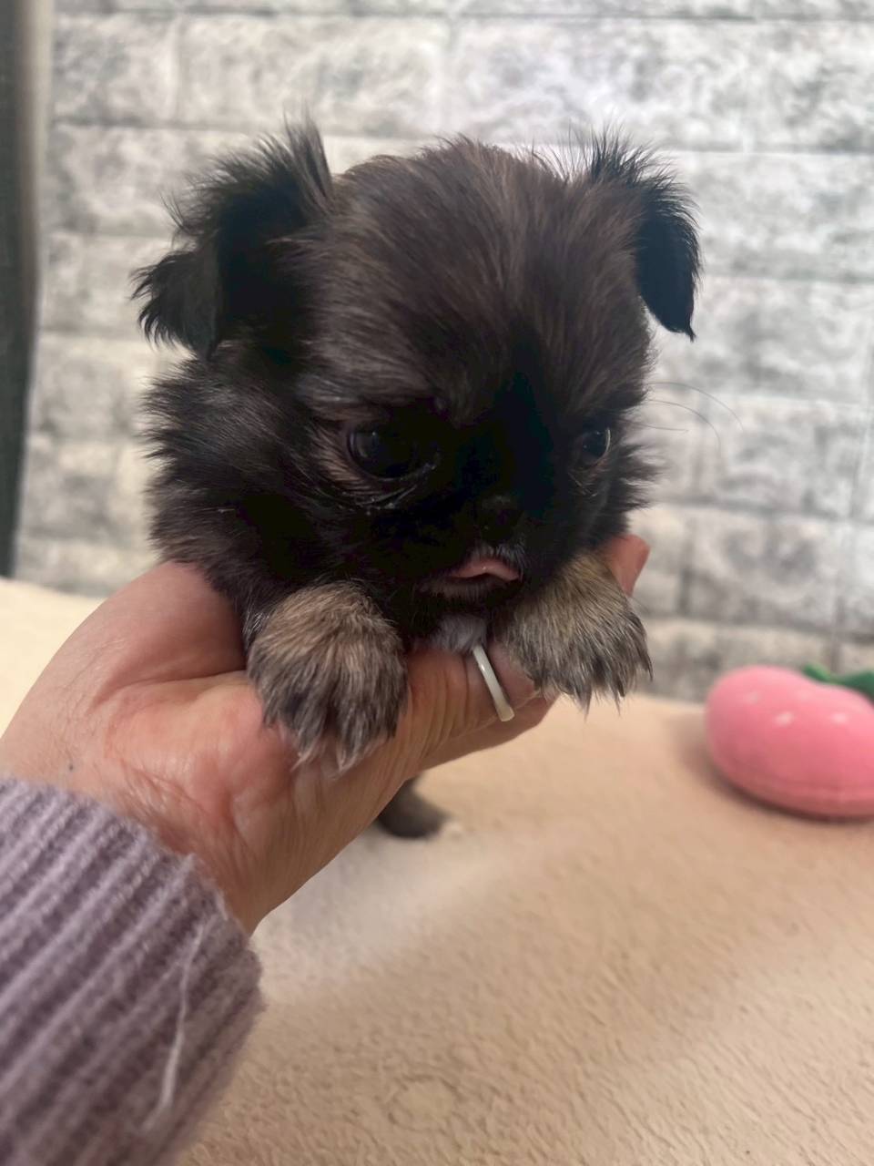 チワペキ（チワワ×ペキニーズ）ご家族様が決まりました