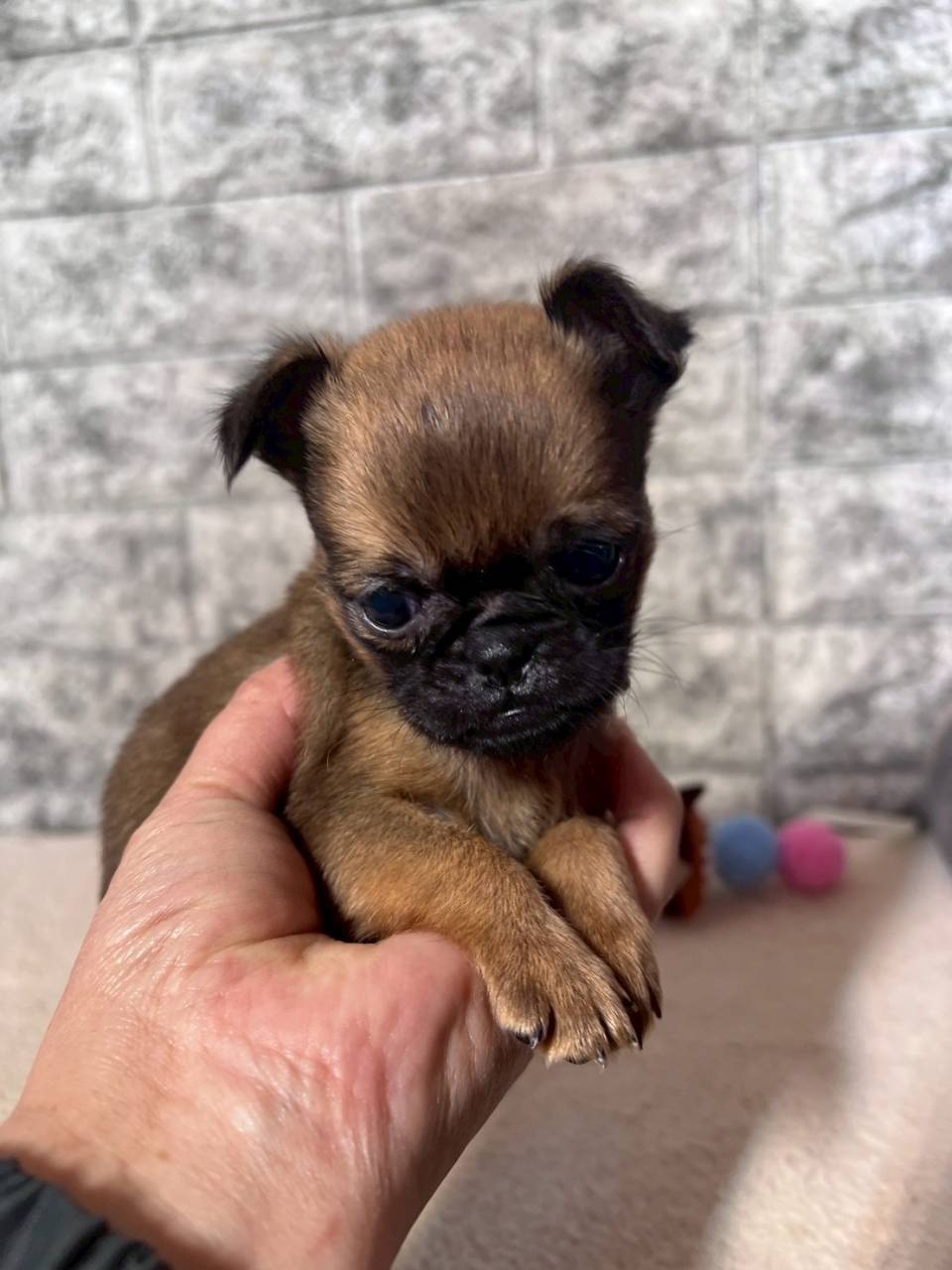 プチブラバンソン 　ご家族様が決まりました