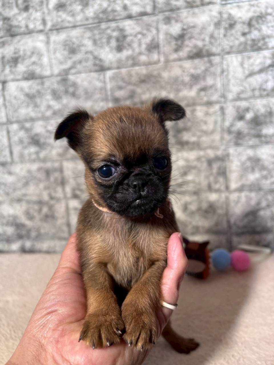 プチブラバンソン 　ご家族様が決まりました