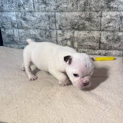 ブルドッグ　ご家族様決まりました。