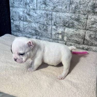 ブルドッグ　ご家族様決まりました。