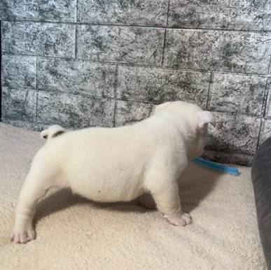 ブルドッグ　ご家族様が決まりました。