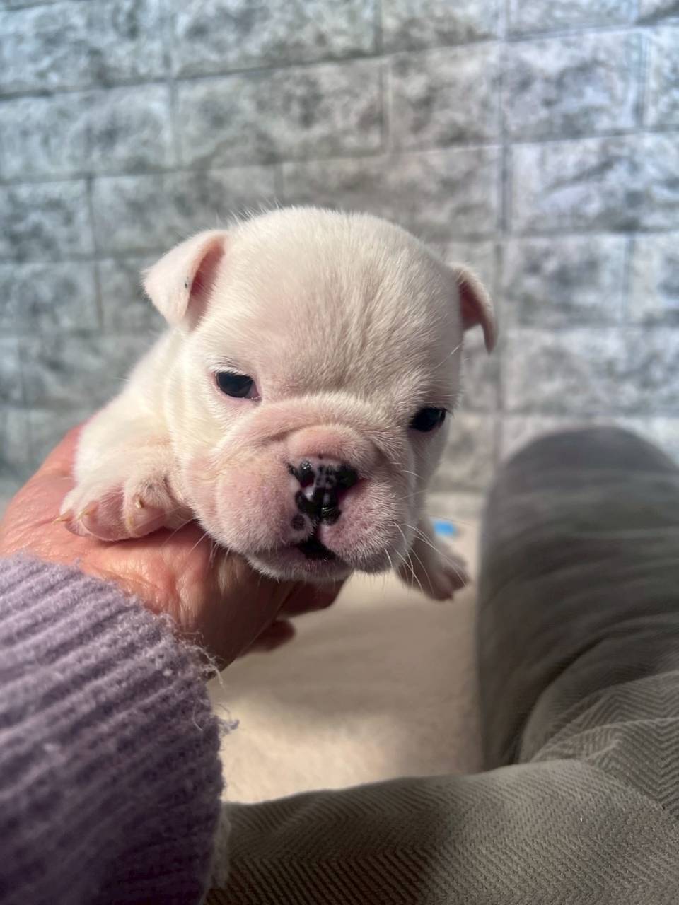 ブルドッグ　ご家族様が決まりました。