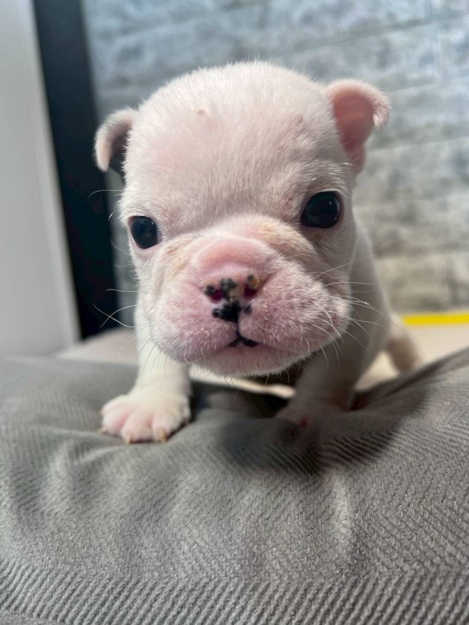 仔犬の見学ができます🐶岐阜県養老町のブリーダー「ワンダフルパピー」です。