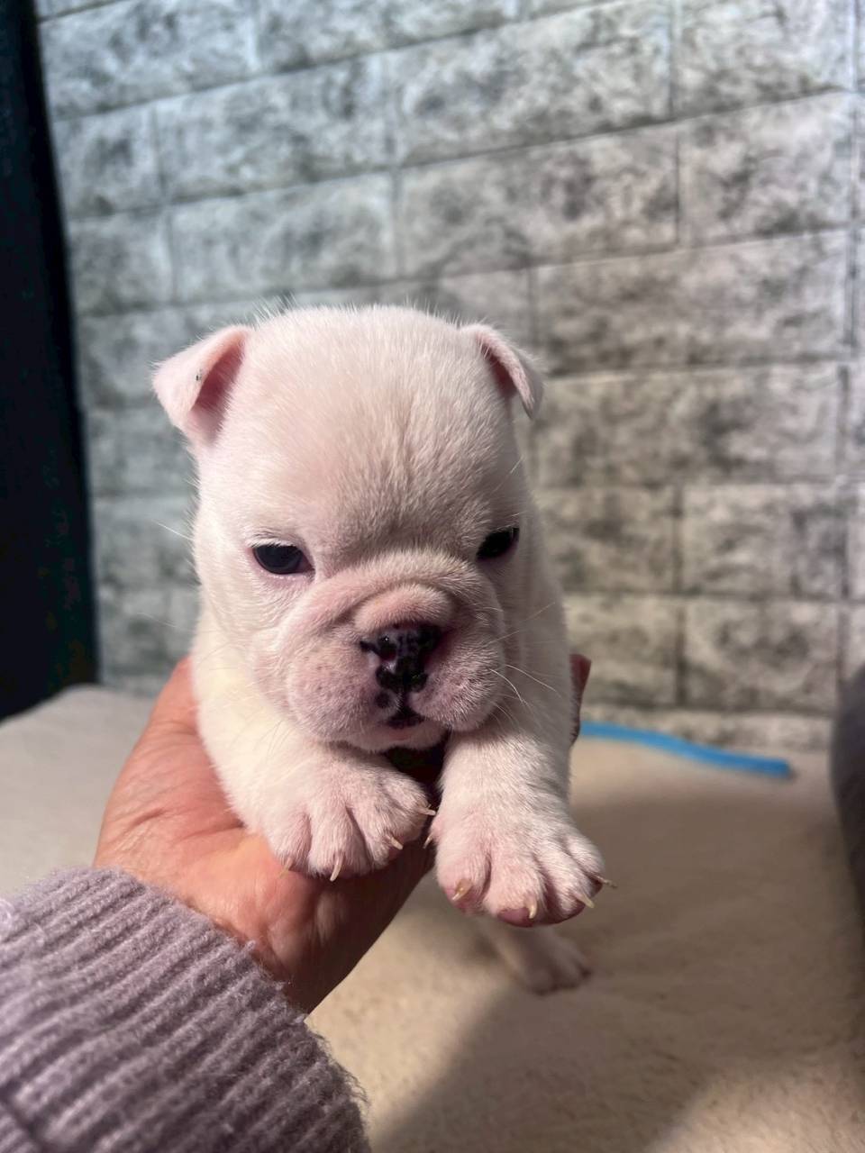 ブルドッグ　ご家族様が決まりました。