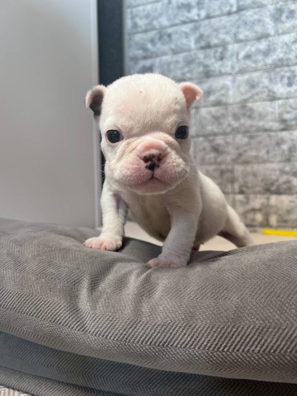 ブルドッグ　ご家族様決まりました。