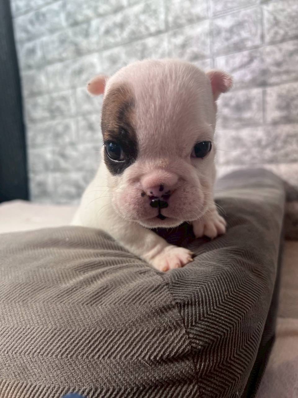 ブルドッグ　ご家族様決まりました。