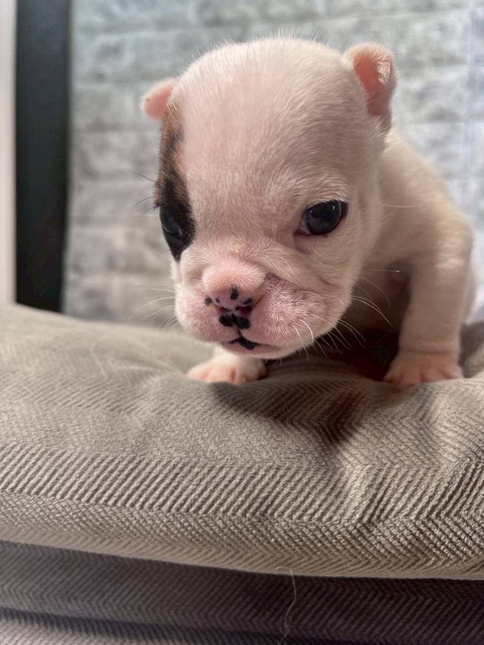 ブルドッグ　ご家族様決まりました。