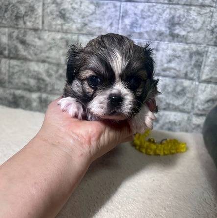 チワペキ（チワワ×ペキニーズ）ご家族様が決まりました