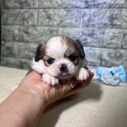 チワペキ（チワワ×ペキニーズ）ご家族様が決まりました